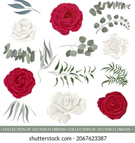 Vector flower set. Red and white roses, ranunculus, eucalyptus, leaves and plants. All plants isolated on white background
