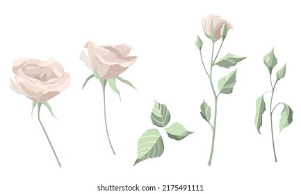 Vector flower set with rose and leaves