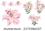 Vector flower set. Royal pink lilies, branches with flowers and leaves, buds. Flowers on a white background.