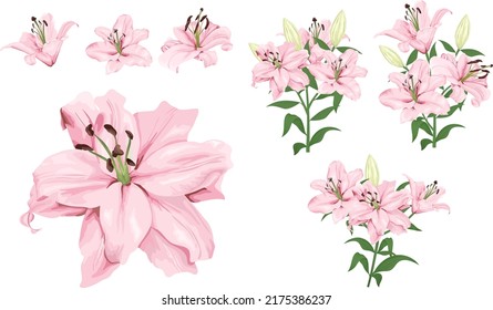 Vector flower set. Royal pink lilies, branches with flowers and leaves, buds. Flowers on a white background.