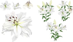 Vector Flower Set. Royal White Lilies, Branches With Flowers And Leaves, Buds. Flowers On A White Background.