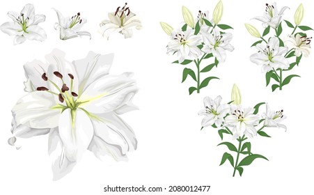 Vector flower set. Royal white lilies, branches with flowers and leaves, buds. Flowers on a white background.