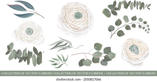 Vector flower set. White roses, ranunculus, eucalyptus, green leaves and plants. Flowers and plants on a white background.