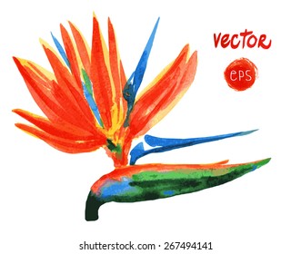Vector flower Strelitzia, Bird of Paradise. Exotic flower realistic vector watercolour painting. Single element for floral design amazing pictures
