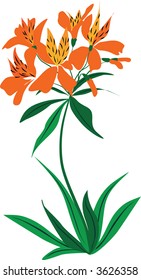 Vector flower "Tiger-lily"