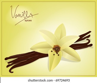 vector flower and vanilla pods on a yellow background