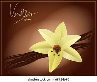 vector flower and vanilla pods on a brown background