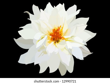 vector flower white