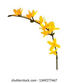 vector flowering forsythia (golden bell) twig isolated on white background