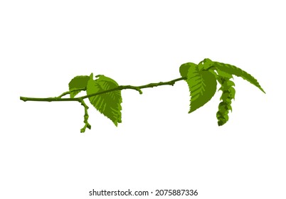 vector flowering hornbeam (Carpinus) twig isolated on white background