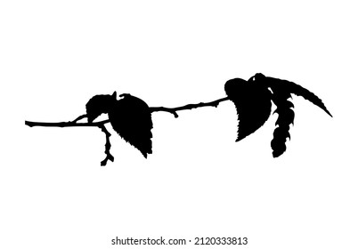 vector flowering hornbeam (Carpinus) twig silhouette isolated on white background