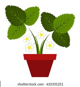 vector flowering strawberry plant in pot isolated on white background