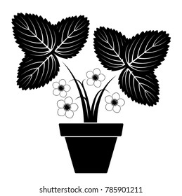 vector flowering strawberry plant in pot isolated on white background