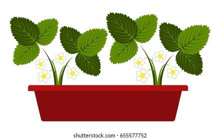 vector flowering strawberry plants in planter isolated on white background