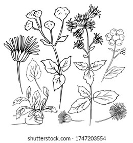 Vector flowers. Ageratum. Flowers for wedding invitation and other graphic design.