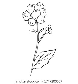 Vector flowers. Ageratum. Flowers for wedding invitation and other graphic design.