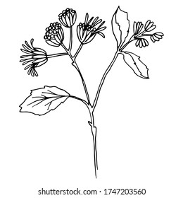 Flores vectoriales. Ageratum. Flores para invitación a la boda y otro diseño gráfico.