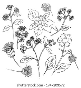 Vector flowers. Ageratum. Flowers for wedding invitation and other graphic design.