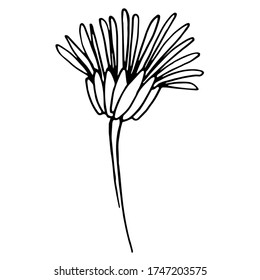 Flores vectoriales. Ageratum. Flores para invitación a la boda y otro diseño gráfico.