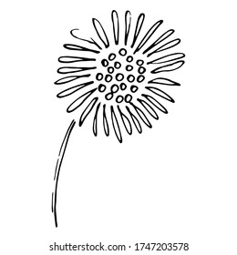 Vektor blüht. Ageratum. Blumen für Hochzeitseinladung und andere grafische Gestaltung.