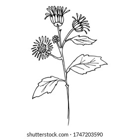 Vector flowers. Ageratum. Flowers for wedding invitation and other graphic design.