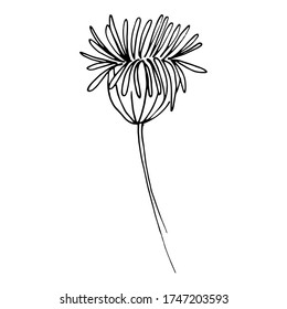 Vector flowers. Ageratum. Flowers for wedding invitation and other graphic design.