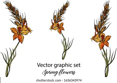 Vector flowers, buds. Botanical illustration. Spring flowers
