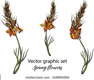 Vector flowers, buds. Botanical illustration. Spring flowers