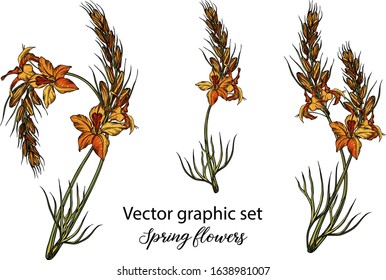 Vector flowers, buds. Botanical illustration. Spring flowers