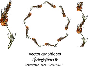 Vector flowers, buds. Botanical illustration. Spring flowers