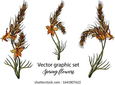 Vector flowers, buds. Botanical illustration. Spring flowers