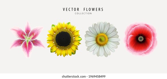Vector Flowers, buds set isolated on white background. Lily, sunflower, chamomile, poppy. Realistic flowers collection. Decorative design elements
