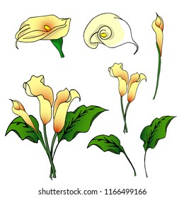 Vector flowers callas
