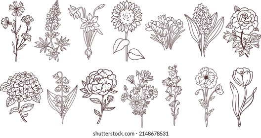 Vector flowers collection. Linear botanical illustration