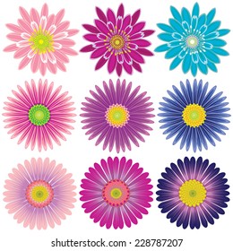 Vector flowers colorful chrysanthemum and Aster petals overlapping relay charming natural beauty of the set.