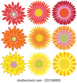 Vector flowers colorful chrysanthemum and Aster petals overlapping relay charming natural beauty of the set. 