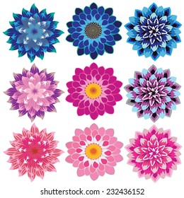 Vector flowers dahlia colorful petals overlapping relay charming natural beauty of the set. 