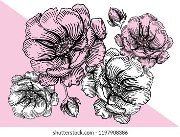 Vector flowers drawing. Sketch illustration with line-art on colorful background.