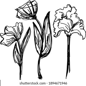 vector flowers drawn by hand in the style of black and white graphics, sketch