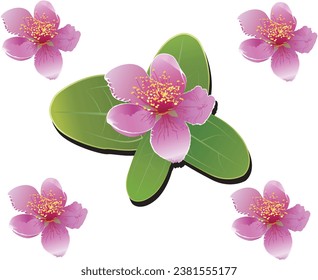 Vector flowers and fruits of the Hill gooseverry tree that are both cooked and raw