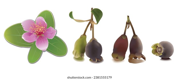 Vector flowers and fruits of the Hill gooseverry tree that are both cooked and raw