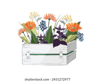 Vector flowers in a garden wooden white box. Tansy, calendula, purple basil on a white background.