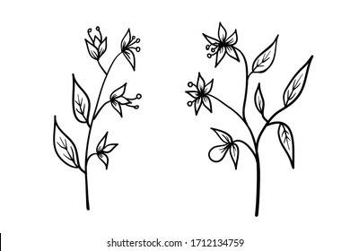 Vector flowers hand drawn sketch. Vector flower art