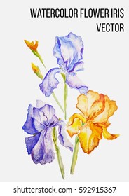 Vector flowers "iris" painted watercolor isolation on a white background