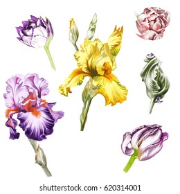 Vector Flowers Irises and Tulips