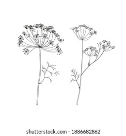 Vector flowers isolated black. Realistic hand drawn flower illustration set on white background.