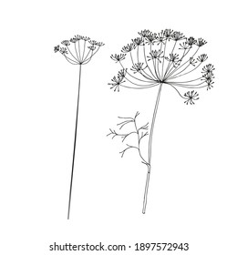 Vector flowers isolated black. Realistic hand drawn flower illustration set on white background.