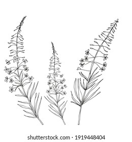 Vector flowers isolated black. Realistic hand drawn flower illustration set on white background.