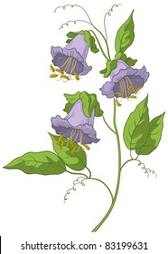 Vector, flowers kobe, lilac petals and green leaves, isolated