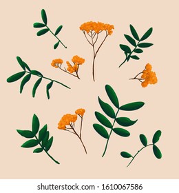 Vector flowers and leafs as objects for decoration  